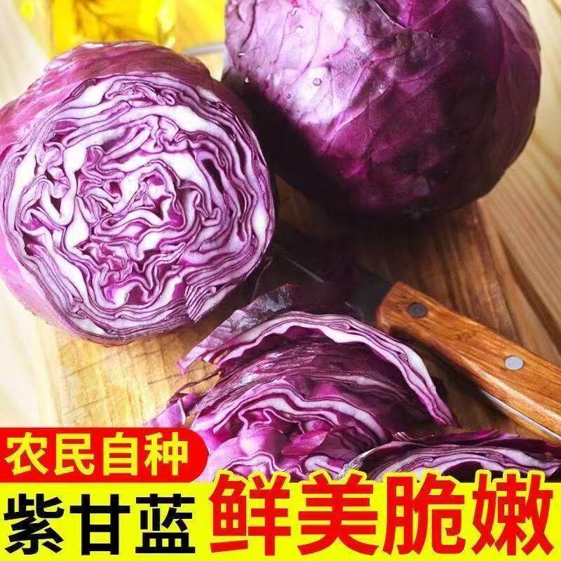 新鲜紫甘蓝现砍现发沙拉菜紫椰菜蔬菜紫包菜卷心菜生熟两吃菜整箱