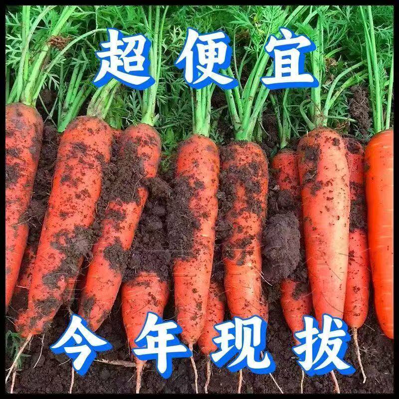 老品种胡萝卜农家自种胡萝沙地胡萝卜新鲜带泥甜脆水型胡萝卜