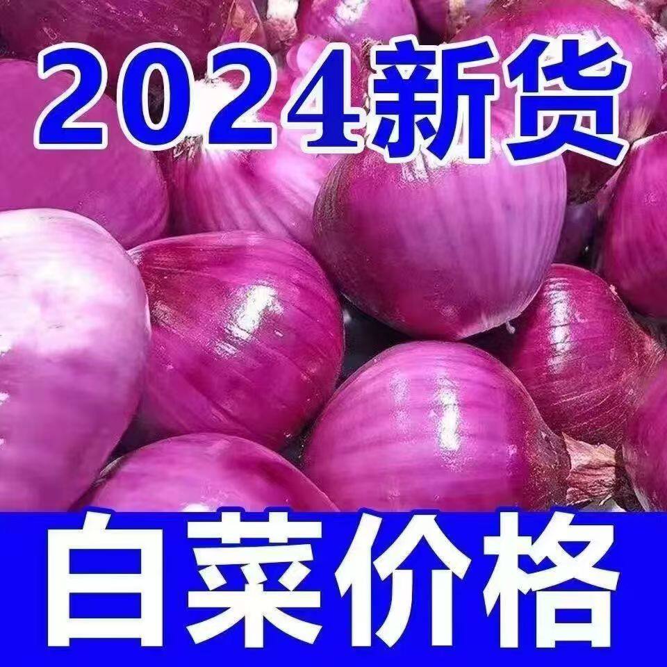 新鲜现挖 当季紫皮红洋葱深紫色生吃水果洋葱圆葱蔬菜批发包邮