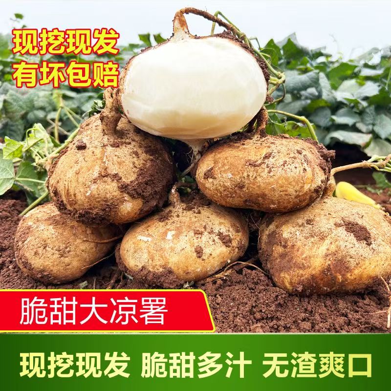 湖北凉薯大果新鲜现挖地瓜豆薯农家红薯白地瓜番薯当季水果