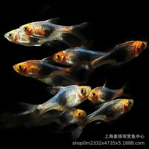 新款直销金三角灯大三角紫兰水草缸小型灯科鱼草缸热带鱼淡水观赏
