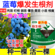 蓝莓生根粉蓝莓生根肥料生根液蔬菜果树生根壮苗剂死苗烂根防死棵