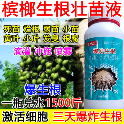槟榔生根液槟榔生根剂生根肥料壮苗烂根植物生根壮苗剂正品小苗