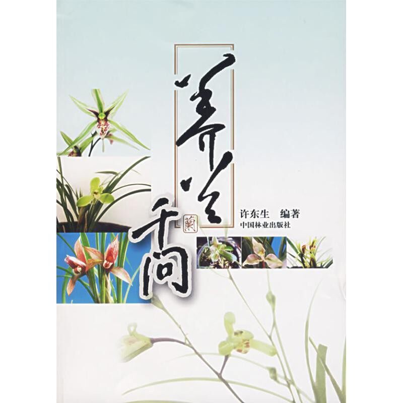 正版包邮养兰千问许东生 编著中国林业出版社9787503845932