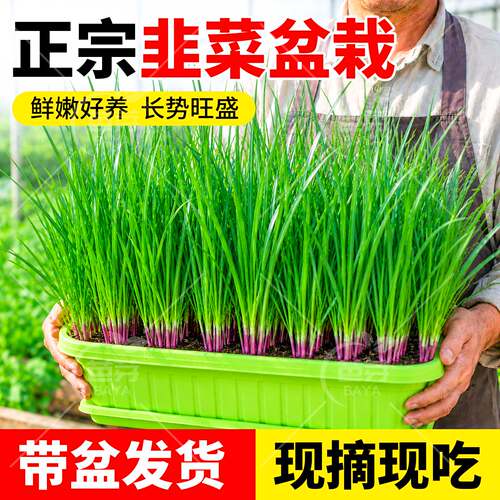 山东紫根韭菜盆景四季阳台种植
