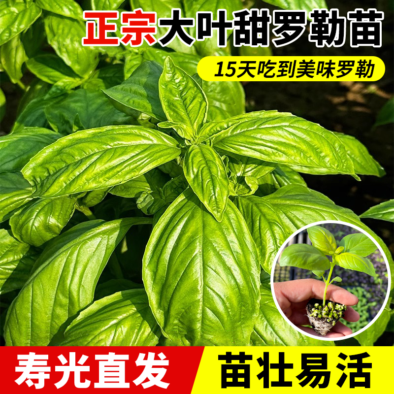 大叶罗勒苗秧带土多茬采收