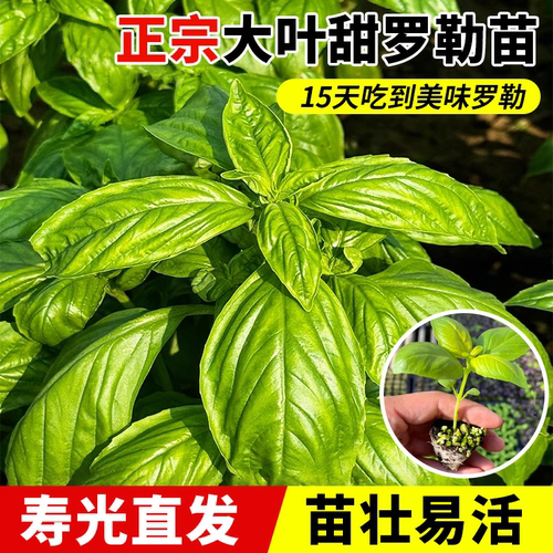 大叶罗勒苗秧带土多茬采收