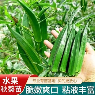 水果秋葵苗秧苗黃紅秋葵種孑籽帶土菜籽大全蔬菜苗秧苗夏季 陽臺