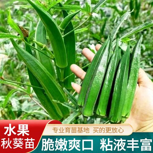 水果秋葵苗带土包成活秋冬耐寒