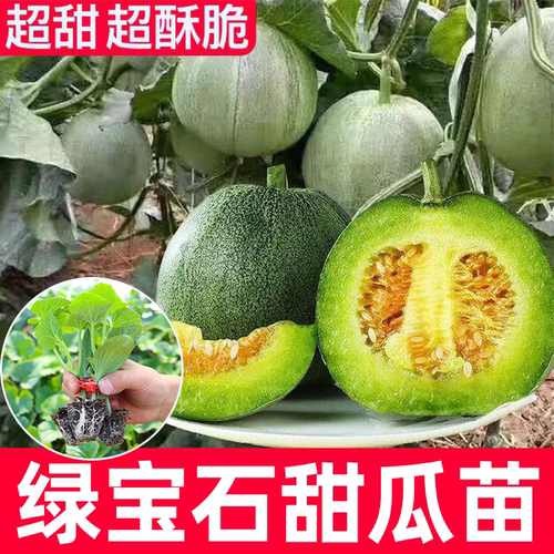 超甜山东绿宝石甜瓜四季包成活