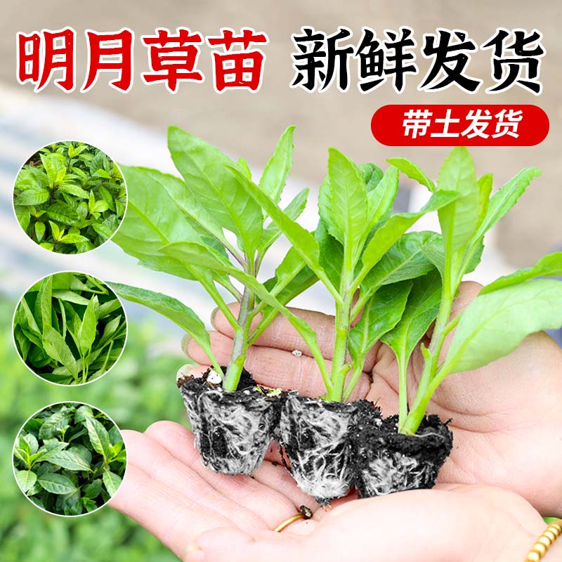 可食用明月菜苗长寿菜带土包成活