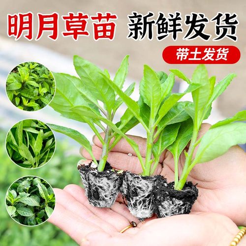 可食用明月菜苗长寿菜带土包成活