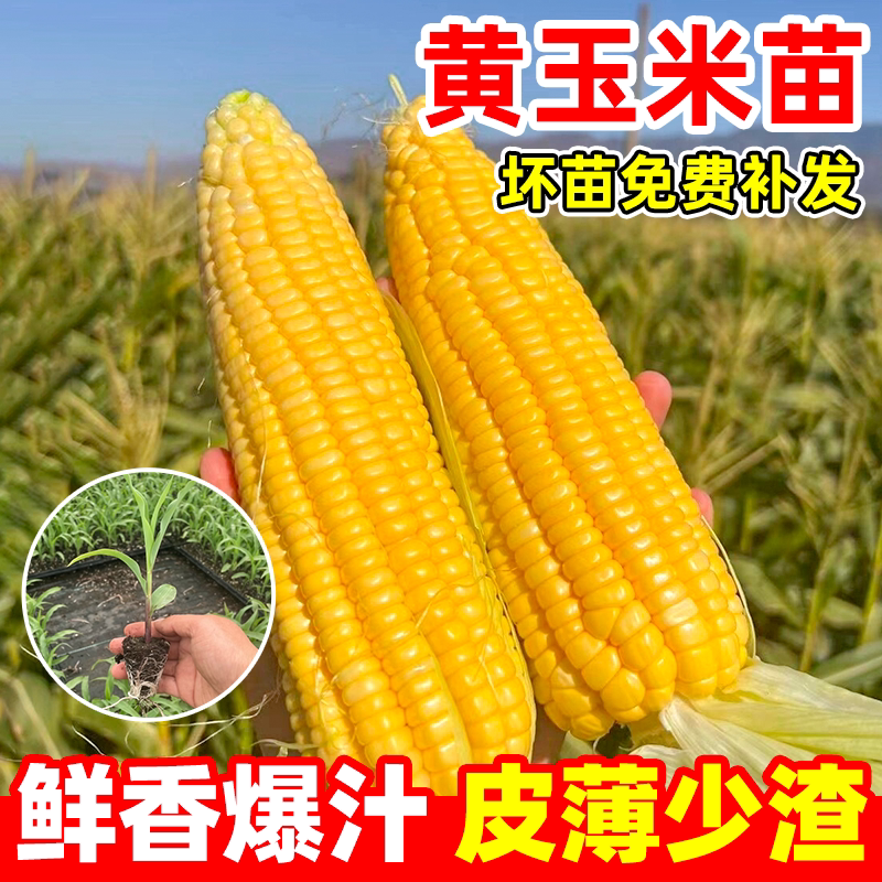 水果玉米苗黑甜糯玉米大苗早熟粘玉米苗超甜高产蔬菜秧苗阳台盆栽