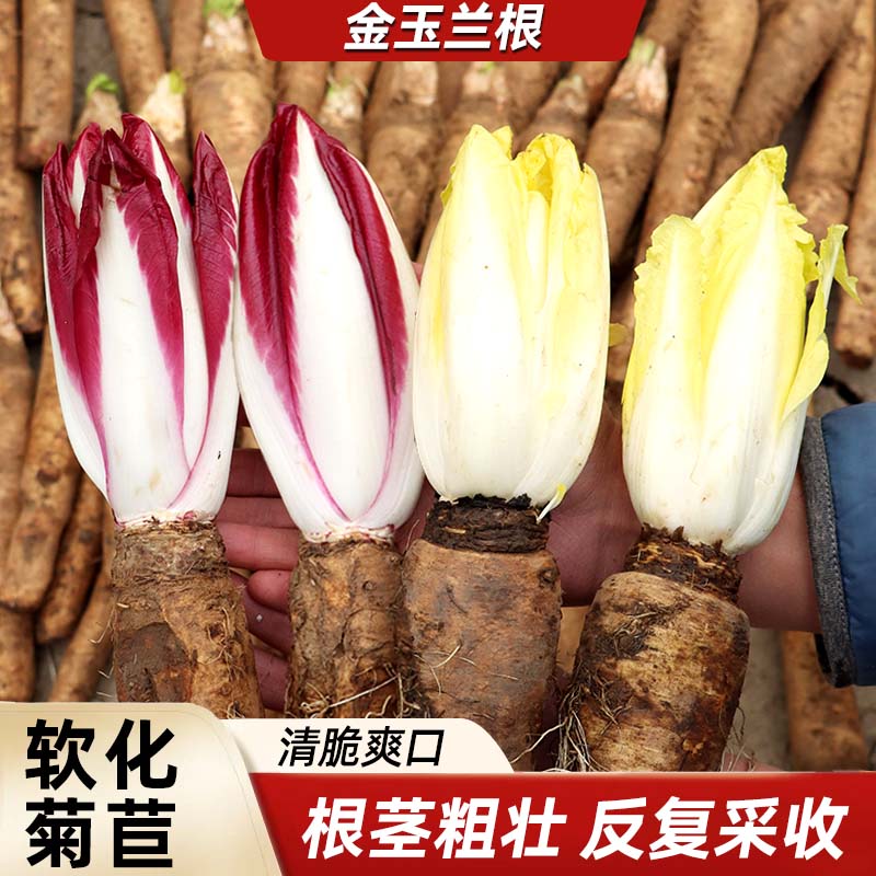 新鲜菊苣根金玉兰菜耐寒盆栽
