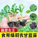 四季 可食用绿羽衣甘蓝苗绿紫羽衣粉雨衣甘蓝秧苗种耐寒秋冬蔬菜苗