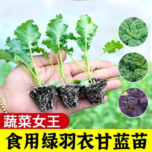 四季绿羽衣甘蓝苗可食用盆栽庭院