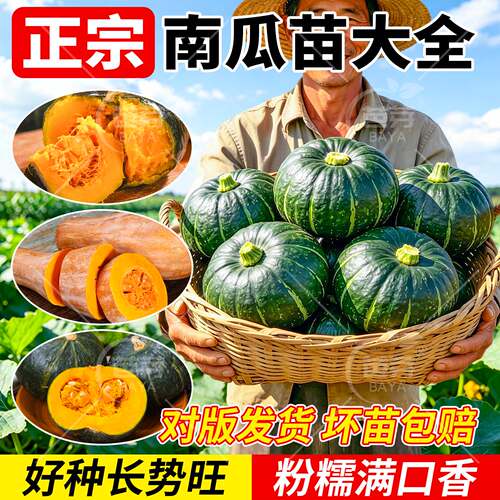 南瓜苗四季品种阳台种植甜糯奶油