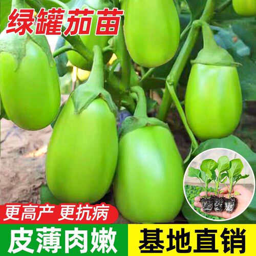 绿罐青茄子苗秧苗带土包成活
