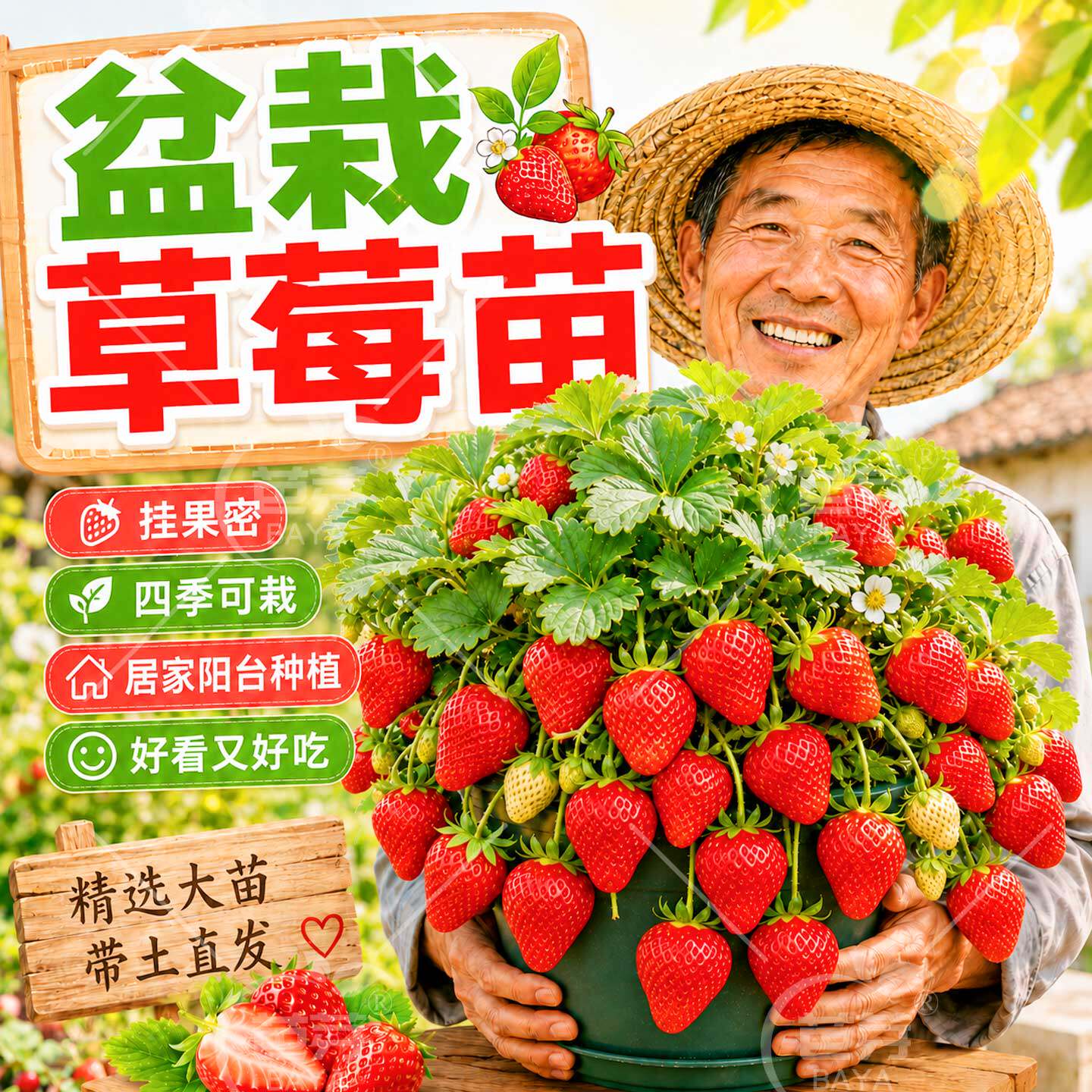 奶油草莓苗盆栽带花带土红颜红美玲四季结果阳台种植秋冬苗秧菜苗