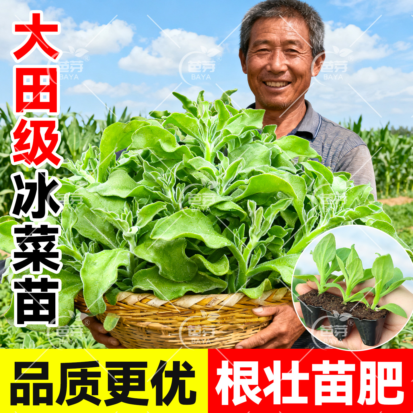 大叶水晶冰菜苗带土四季阳台