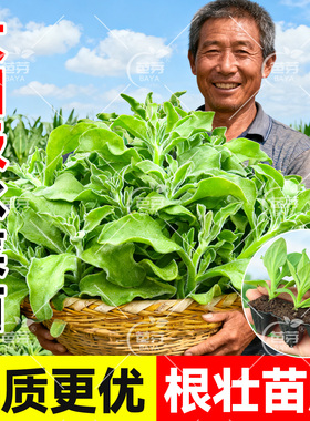 大田水晶四季大叶冰菜苗带土秧苗盆栽蔬菜种苗冰草阳台秋冬蔬菜苗