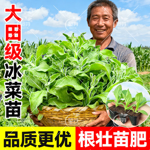 大田水晶四季 大叶冰菜苗带土秧苗盆栽蔬菜种苗冰草阳台秋冬蔬菜苗