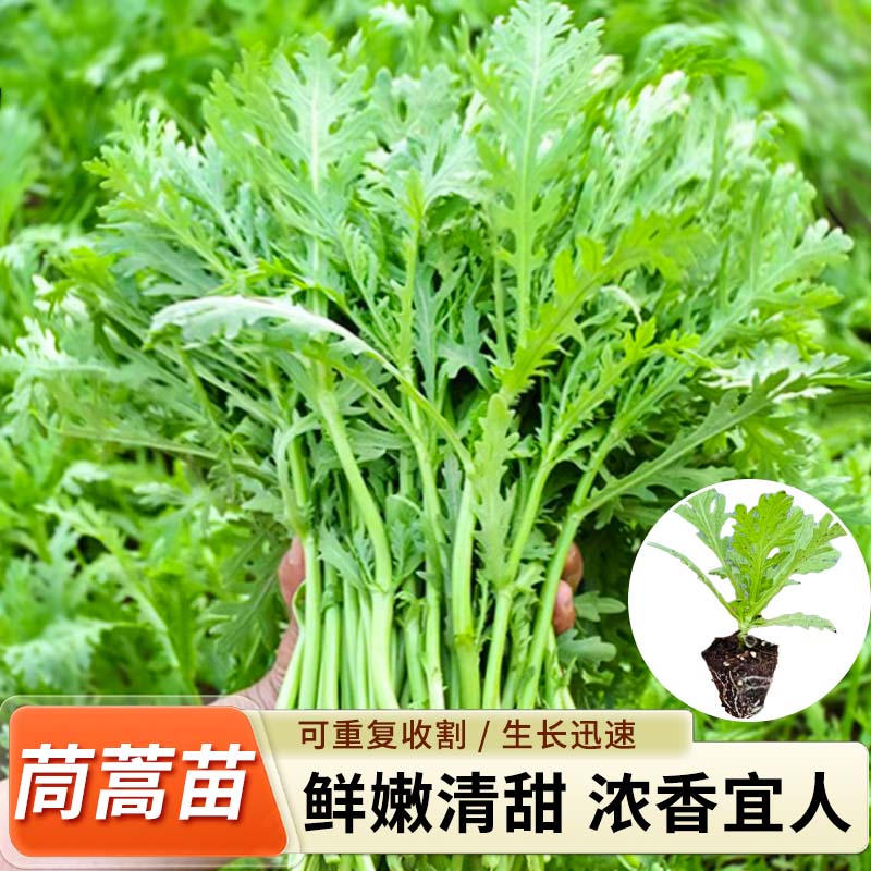 茼蒿菜苗大叶小叶中叶种子