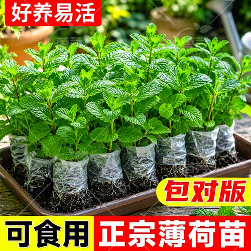 可食用薄荷苗带土室内阳台盆栽