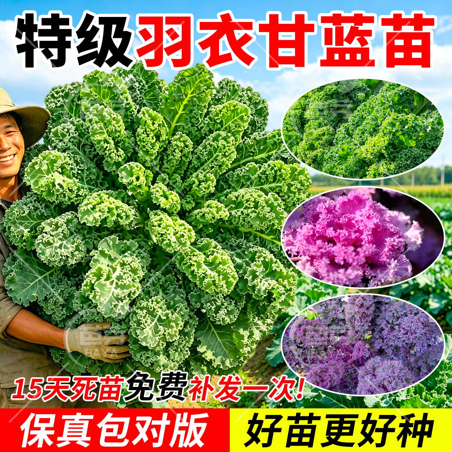 四季可食用羽衣甘蓝苗秧苗带土绿紫粉羽衣大苗盆栽四季阳台蔬菜苗