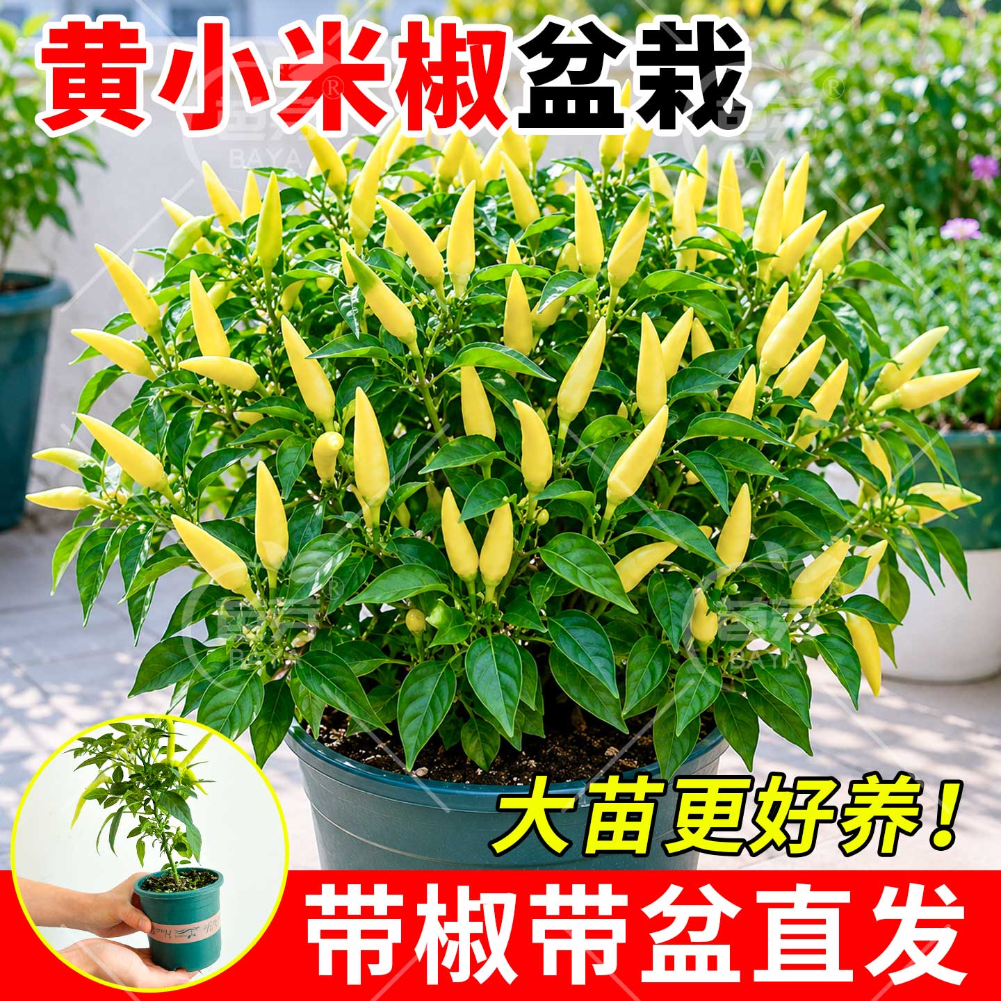 黄小米辣椒盆栽大苗带果四季阳台图片