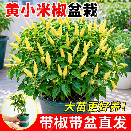 黄小米辣椒盆栽大苗带果四季阳台