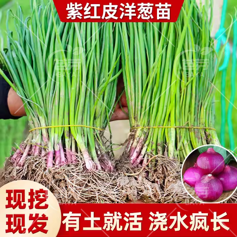 山东水果紫皮洋葱苗带根老品种