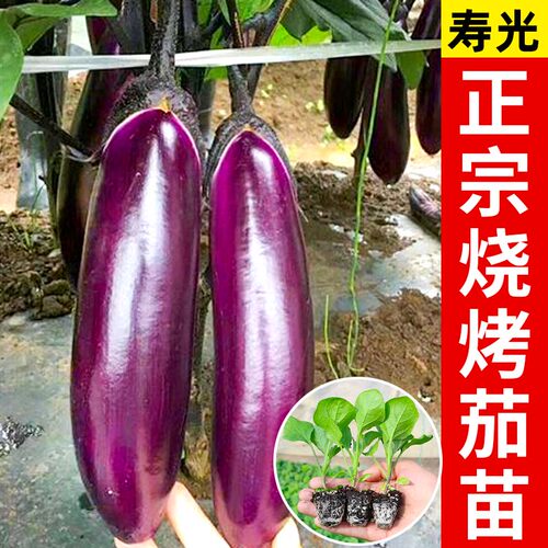 烧烤茄子秧苗烧烤专用香甜软糯