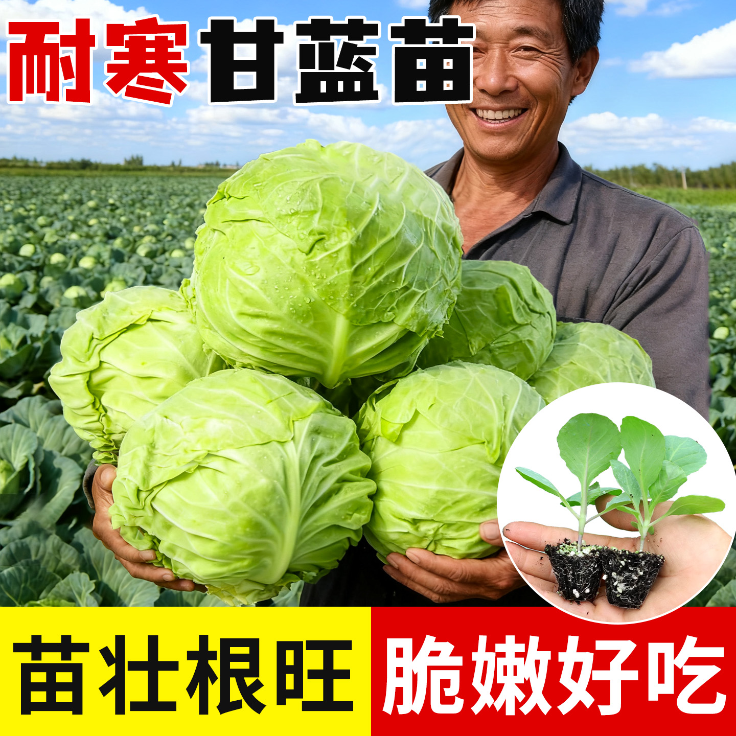 寿光甘蓝包菜苗秧苗秋冬阳台耐寒