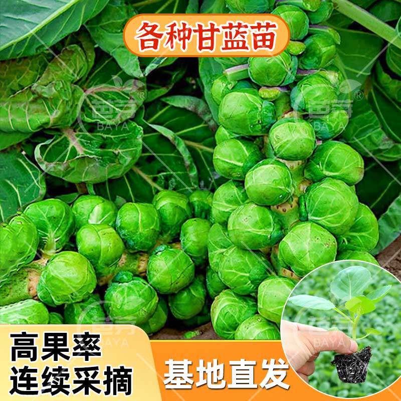 孢子甘蓝苗秧苗牛心羽衣抱子紫甘蓝种子包菜苗卷心菜苗耐热带土