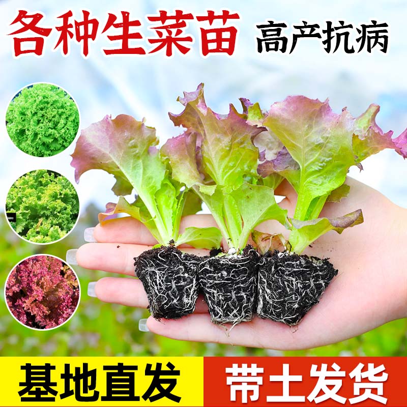意大利紫速生生菜苗带土带根水培秋冬蔬菜苗紫叶奶油生菜种子盆栽