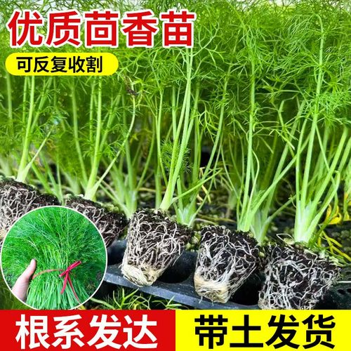 寿光茴香苗秧割茬茴香