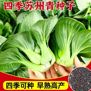 精品黑叶矮脚苏州青种子黑大头上海青种籽大全矮箕小白菜四季种植