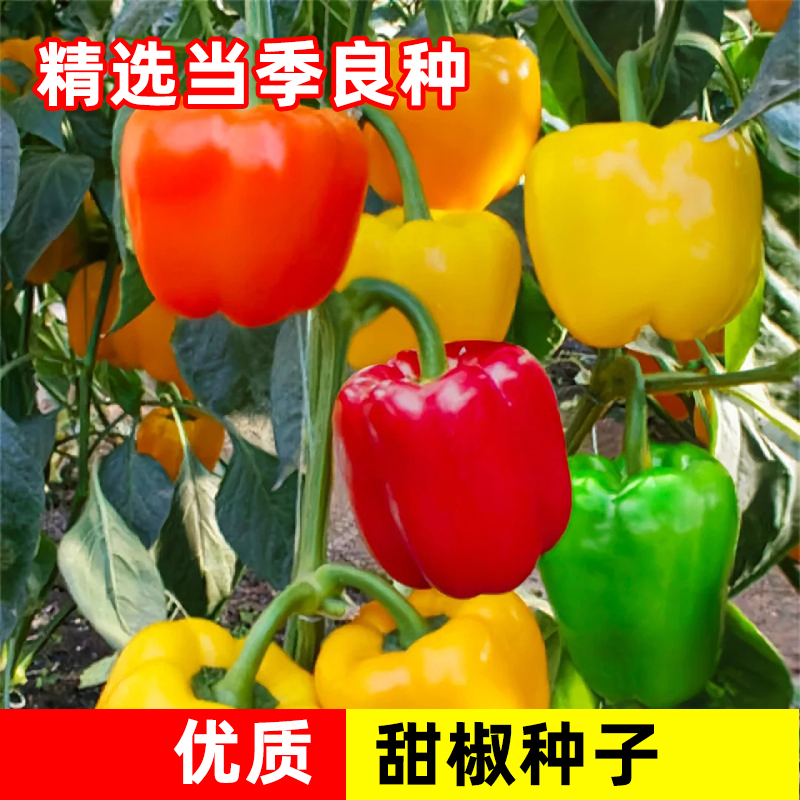 七彩椒种子甜椒种子灯笼椒种籽四季播蔬菜种孑阳台盆栽