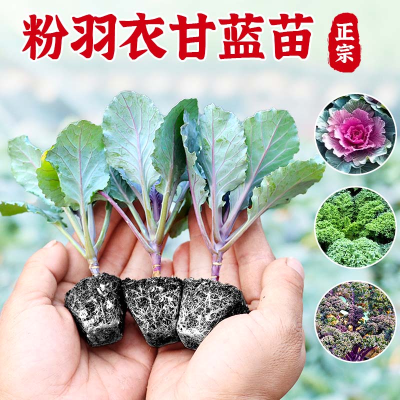 观赏食用粉羽衣甘蓝苗带土包成活