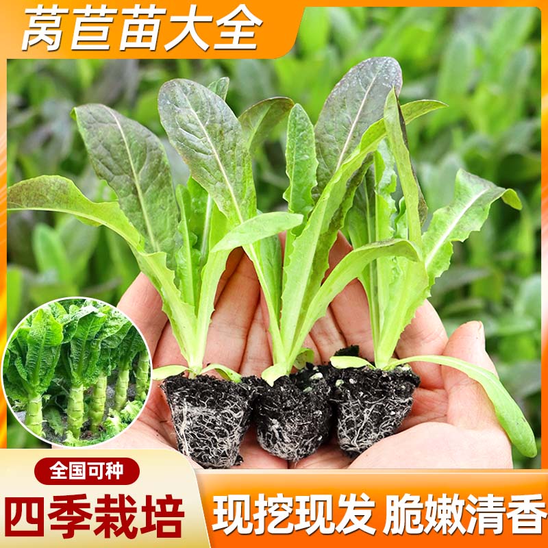 耐热紫莴苣苗莴笋苗带土包成活