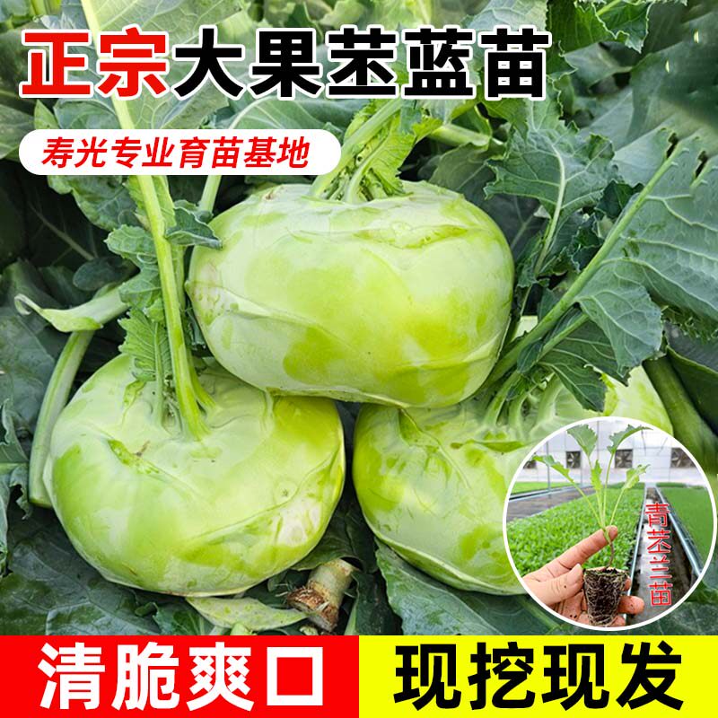 青苤蓝苗秧苗紫苤蓝苗水果丕蓝苗秧苗阳台庭院四季早熟高产蔬菜苗