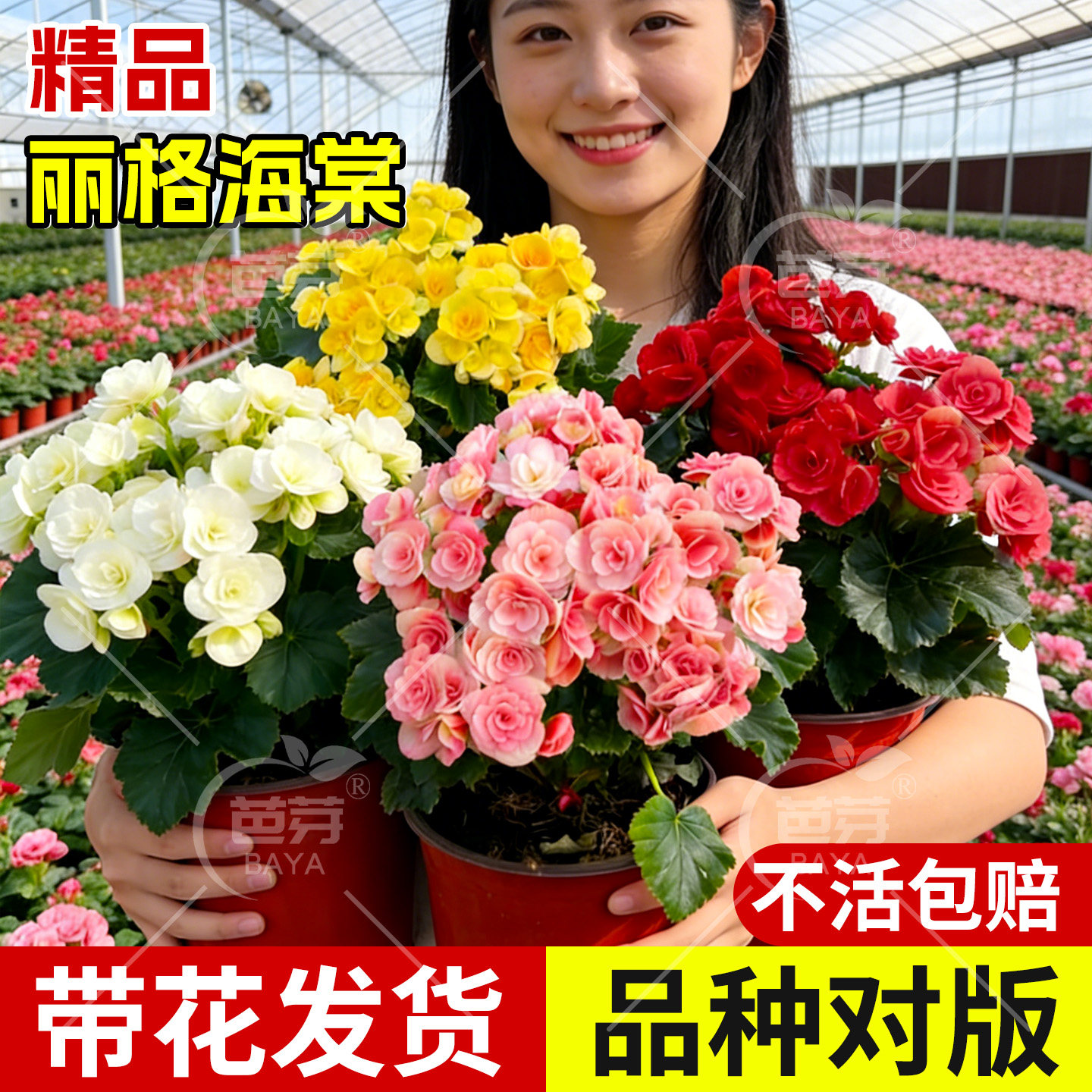 丽格海棠重瓣大花带花苞盆栽开花不断玫瑰玻璃海棠年宵花盆景