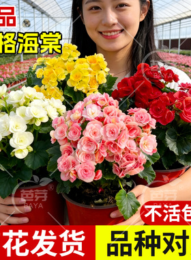 丽格海棠重瓣大花带花苞盆栽开花不断玫瑰玻璃海棠年宵花盆景