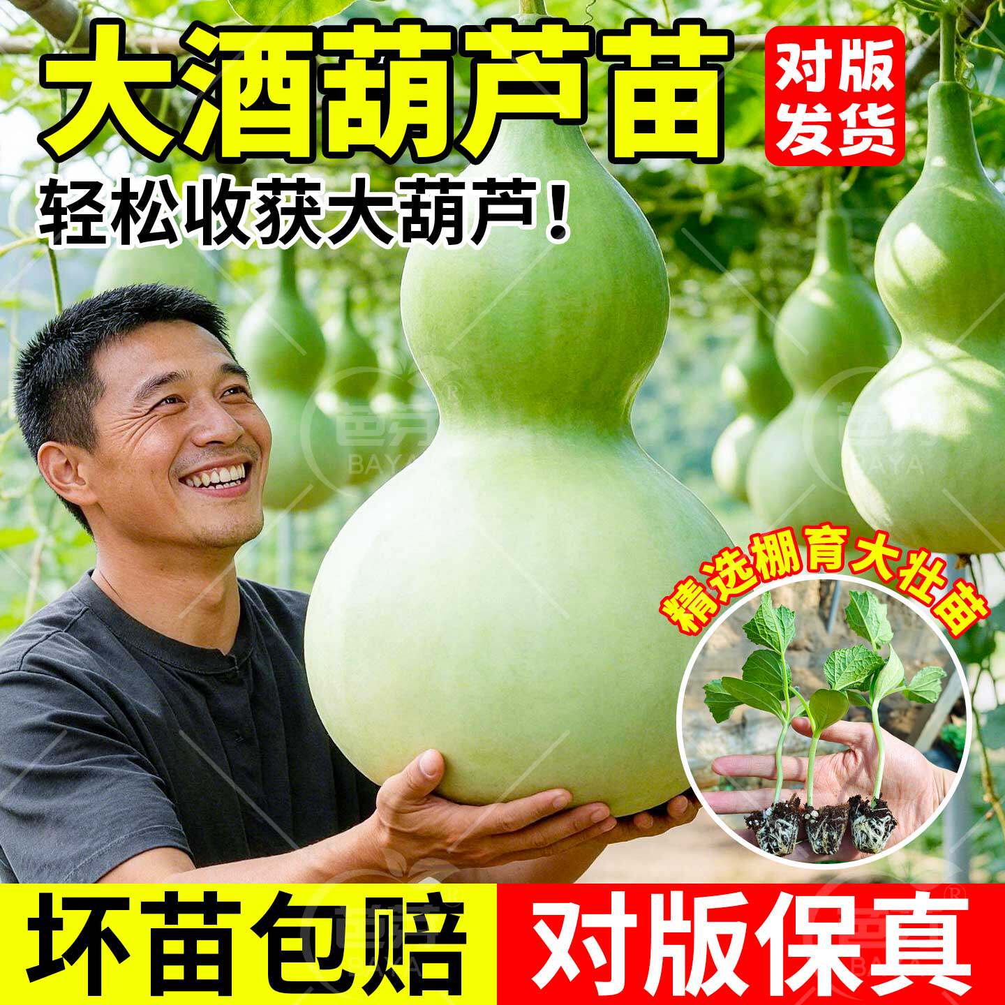 正宗大酒葫芦苗秧苗带土特大巨型文玩手捻葫芦苗四季盆栽爬藤植物
