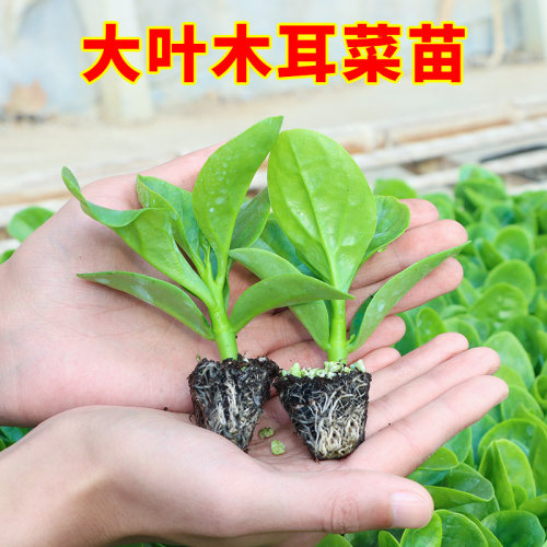 四季大叶木耳菜苗菜苗秧苗包活