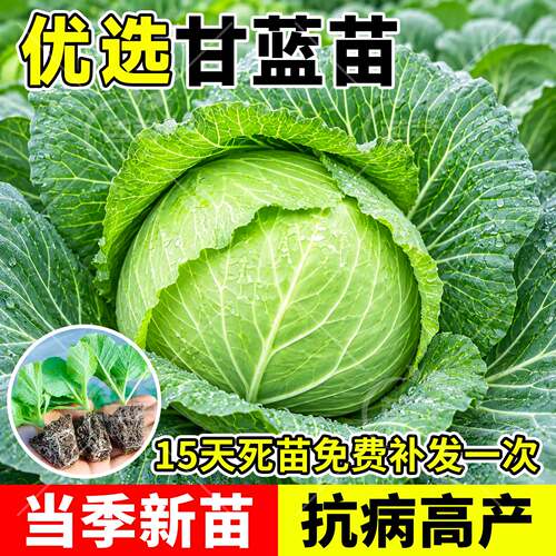 四季甘蓝秧苗带土寿光包菜苗包活
