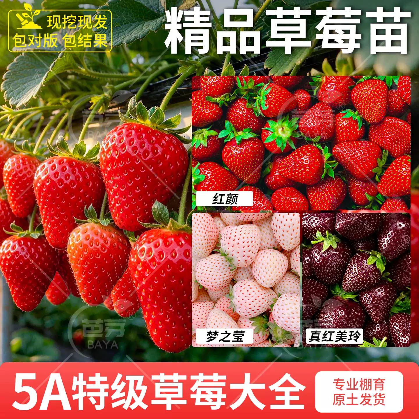 草莓苗秧苗带土四季结果阳台盆栽图片