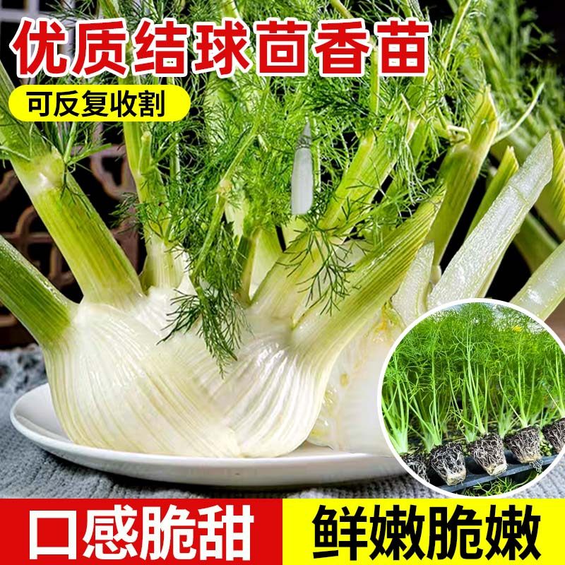 山东寿光正宗香味浓球茎茴香苗秧苗带土球结球割茬茴香农家四季苗,鲜花速递/花卉仿真/绿植园艺,种苗/半成品盆栽,淘宝优惠券,粉丝福利购,淘宝优惠卷