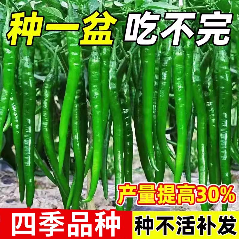 高产线椒辣椒苗长青椒尖椒二荆条